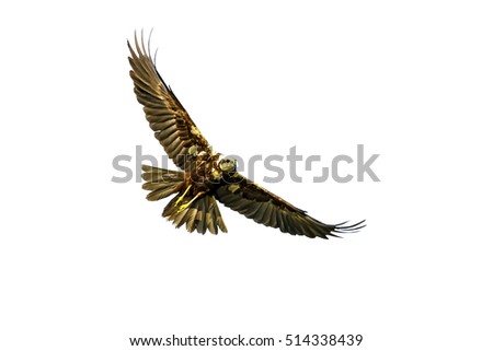 Flying wild bird. Isolated bird. Great wings. White background. Bird: Western Marsh Harrier. Circus aeruginosus.
