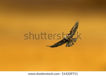 Flying wild bird. Isolated bird. Great wings. Orange background. Bird: Western Marsh Harrier. Circus aeruginosus.