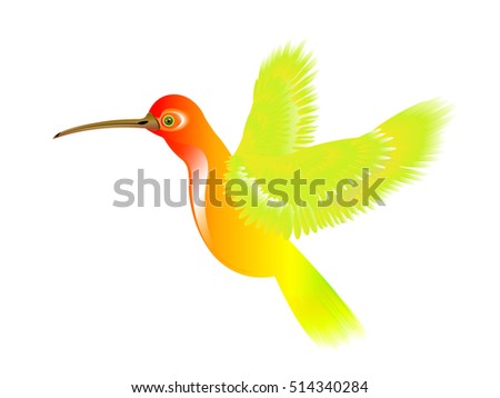 Vector illustration of humming bird with rainbow colored plumage, isolated on white for your design 