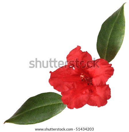 Single rhododendron flower isolated on white background