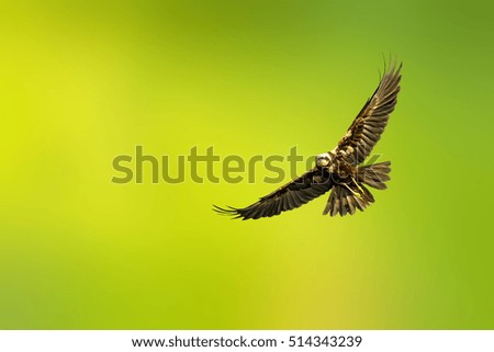 Flying wild bird. Isolated bird. Great wings. Green yellow background. Bird: Western Marsh Harrier. Circus aeruginosus.