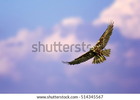 Flying wild bird. Freedom nature. Bird of prey. Blue purple sky background. Bird: Western Marsh Harrier. Circus aeruginosus.