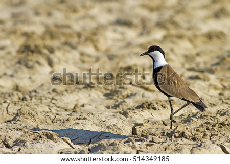 Drought and water bird. Dry lake. Bird: 
Spur winged Lapwing. Dry land background.