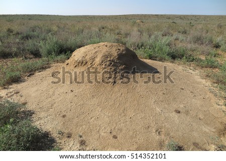 Termite nest in the spring desert of the Western Kazakhstan