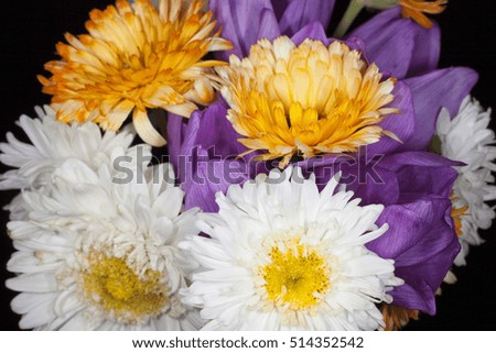 chrysanthemums and calendula macro