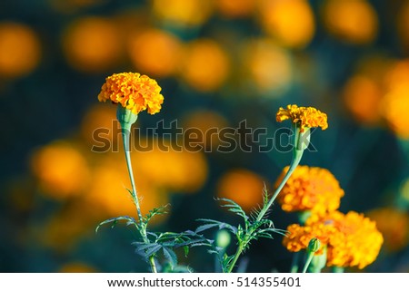 Marigold flowers.