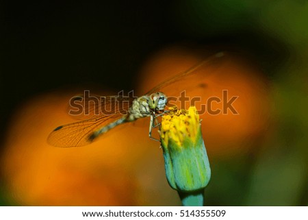Dragonfly on Marigold flowers,Insects and flowers.