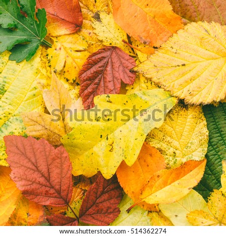 autumn background of bright fallen leaves close-up, top view. tinted photo
