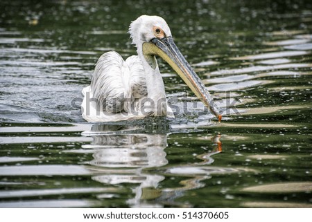 Great white pelican - Pelecanus onocrotalus is swimming on the shimmering lake. Big bird portrait. Beauty in nature. Animal scene.