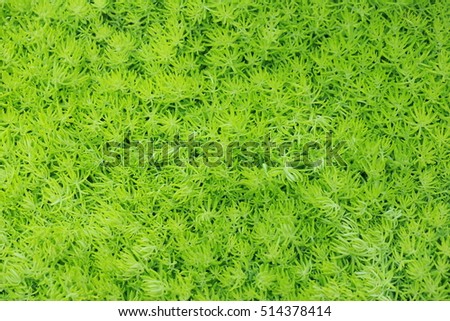 green plant cover ground background in garden
