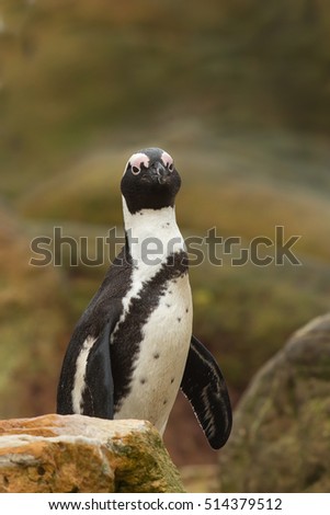 An adult African Penguin (Spheniscus demersus) also known as Jackass Penguin standing amongst boulders with a partially blurred background, South Africa