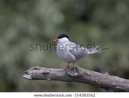 Common Tern, (Sterna hirundo), perched adult, Danube Delta, Romania.