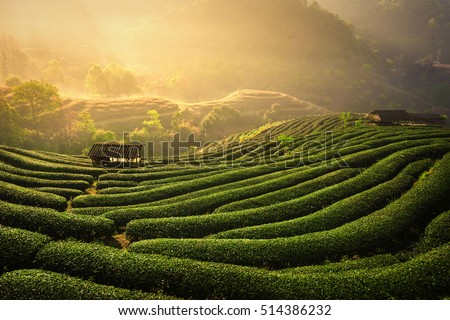 The tea plantations background , Tea plantations in morning light Royalty-Free Stock Photo #514386232