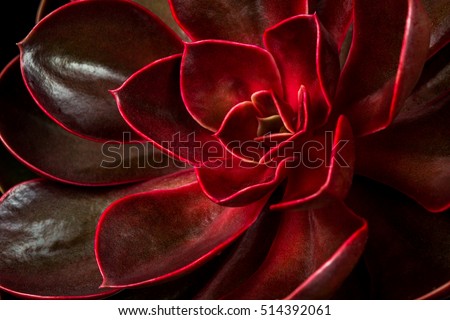 Close-up of succulent echeveria. Macro photography of nature.