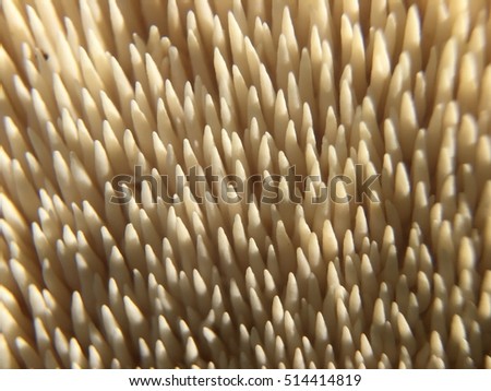 Macro of the understide of a mushroom cap, showing off the spines: Hydnum species