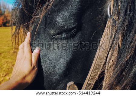A black horse portrait feeling loved and relax by a friendly hand of his best friend showing a strong connection between human and horse,   Royalty-Free Stock Photo #514419244