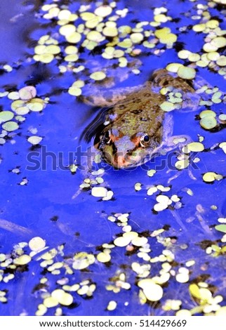 frog in the lake, watching photographer