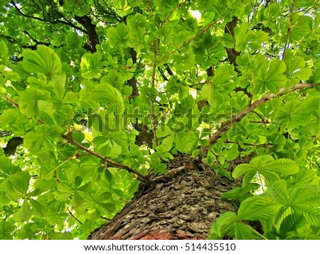 Green chestnut leaves, summer view of a tree crown.