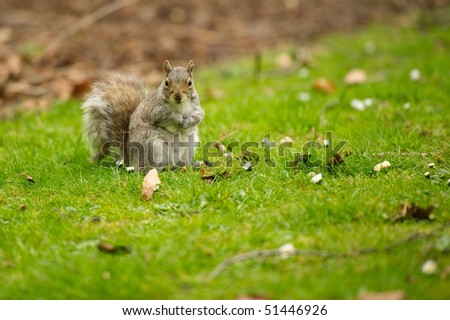 Squirrel on grass with copy space.