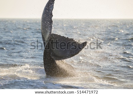 Humpback Whale (Megaptera novaeangliae) Breaching-Cape Cod, Massachusetts Royalty-Free Stock Photo #514471972