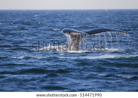 Humpback Whale (Megaptera novaeangliae) Breaching-Cape Cod, Massachusetts Royalty-Free Stock Photo #514471990