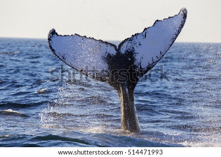 Humpback Whale (Megaptera novaeangliae) Breaching-Cape Cod, Massachusetts Royalty-Free Stock Photo #514471993