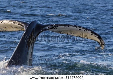 Humpback Whale (Megaptera novaeangliae) Breaching-Cape Cod, Massachusetts Royalty-Free Stock Photo #514472002
