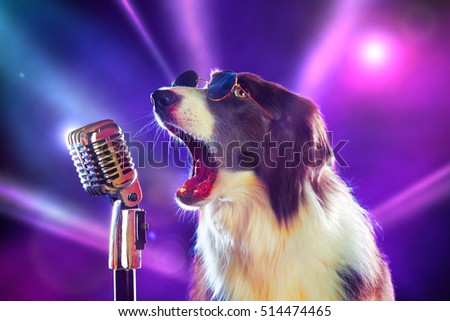 Rockstar border collie dog singing into a microphone Royalty-Free Stock Photo #514474465