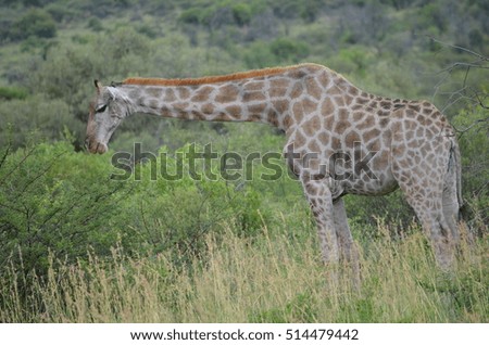 Giraffe in the wild of South Africa