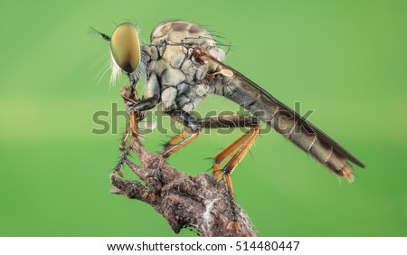 Meal for a robberfly