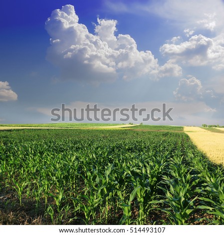 Cornfield with Clouds