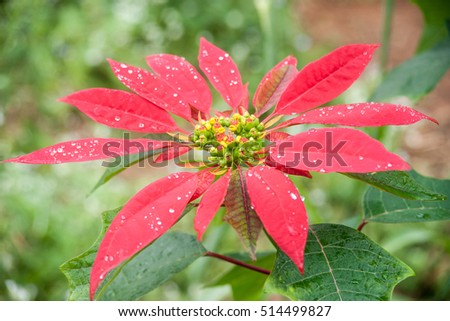 Big red flower of poinsettia growing in a garden. Beautiful background picture of flowers.
