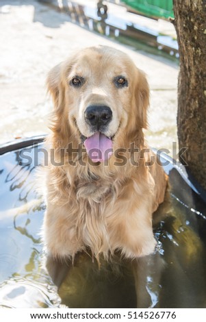 golden retriever relaxing bath, shallow focus