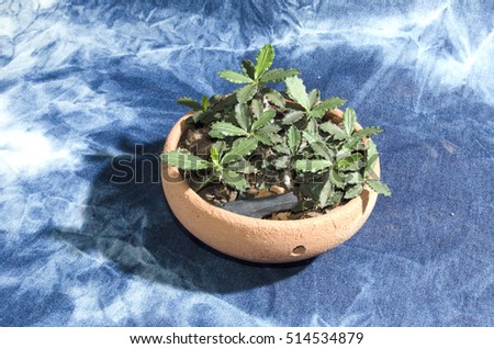 my desert pet growing in pot 