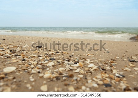  seashell on the sand on the beach, close up