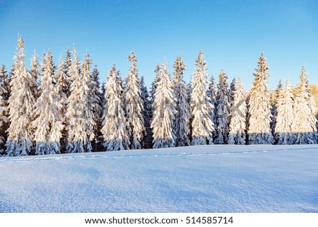 Majestic white spruces glowing by sunlight. Picturesque and gorgeous wintry scene. Location place Carpathian national park, Ukraine, Europe. Alps ski resort. Beauty world. Blue toning. Happy New Year!