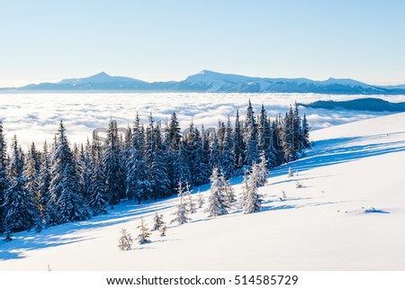 Majestic white spruces glowing by sunlight. Picturesque and gorgeous wintry scene. Location place Carpathian national park, Ukraine, Europe. Alps ski resort. Beauty world. Blue toning. Happy New Year!