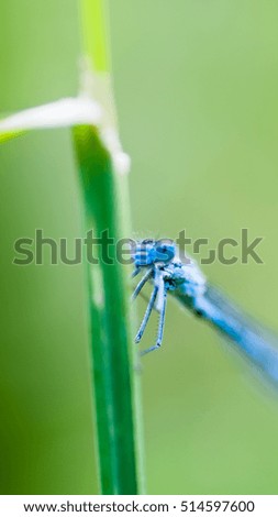 Bleu dragonfly on branch near the water Macro picture