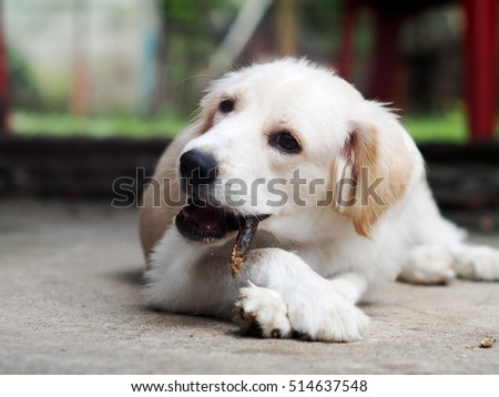 lonely young small cute lovely compact size crossbreed puppy dog white pastel beige colour long fur and ears black eyes playing alone on grey color concrete garage floor outdoor under natural sunlight