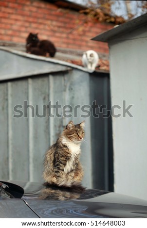 three cats on roof