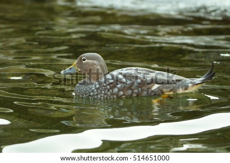 Flying Steamer Duck / Tachyeres patachonicus Royalty-Free Stock Photo #514651000