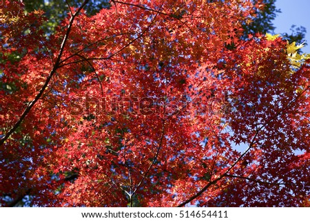 Autumnal colors of the leaves in Japan