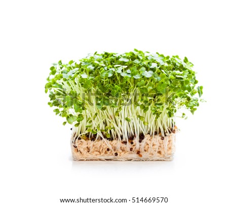 cress  salad isolated  Royalty-Free Stock Photo #514669570