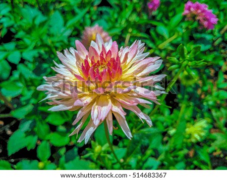 Combination pink and yellow flower blooming.