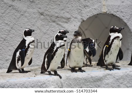 penguins in the zoo Royalty-Free Stock Photo #514703344