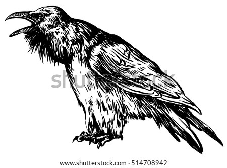Black raven bird - hand drawn vector illustration, isolated on white