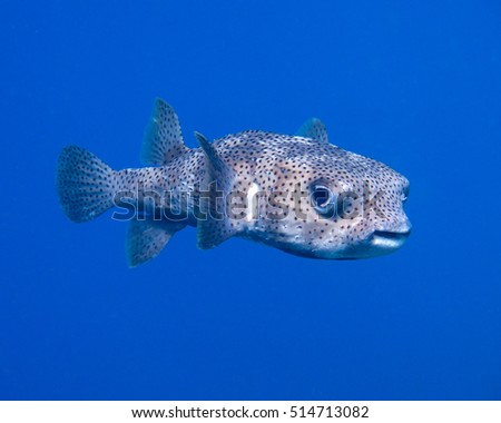 Porcupine fish hanging in the blue 'No play mates'