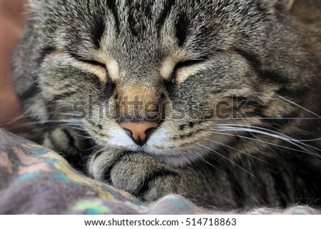 A sleeping cat. A cat is resting Royalty-Free Stock Photo #514718863