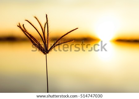 one flower on sunrise time, recreation in the lake, nature in a summer morning