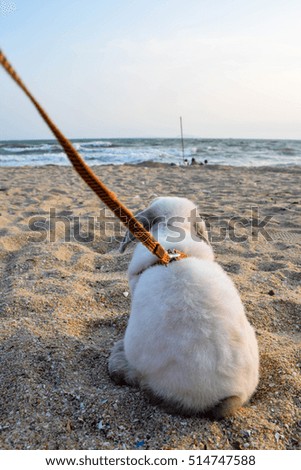 Holland lop on the beach in Thailand